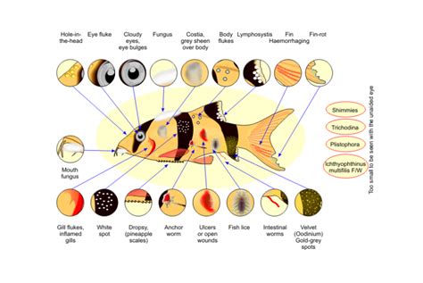 FISH DISEASE: LIVER DISORDERS .
